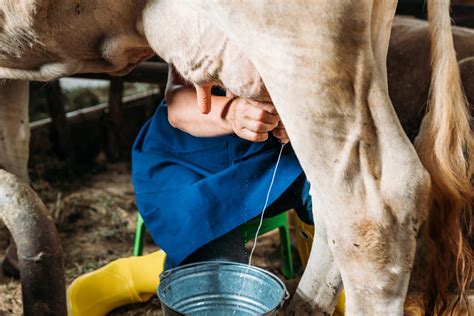 milking porn|Milch gebend Ficken